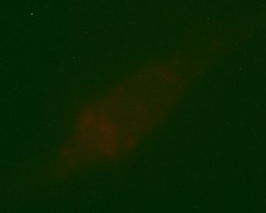 fluorescence image